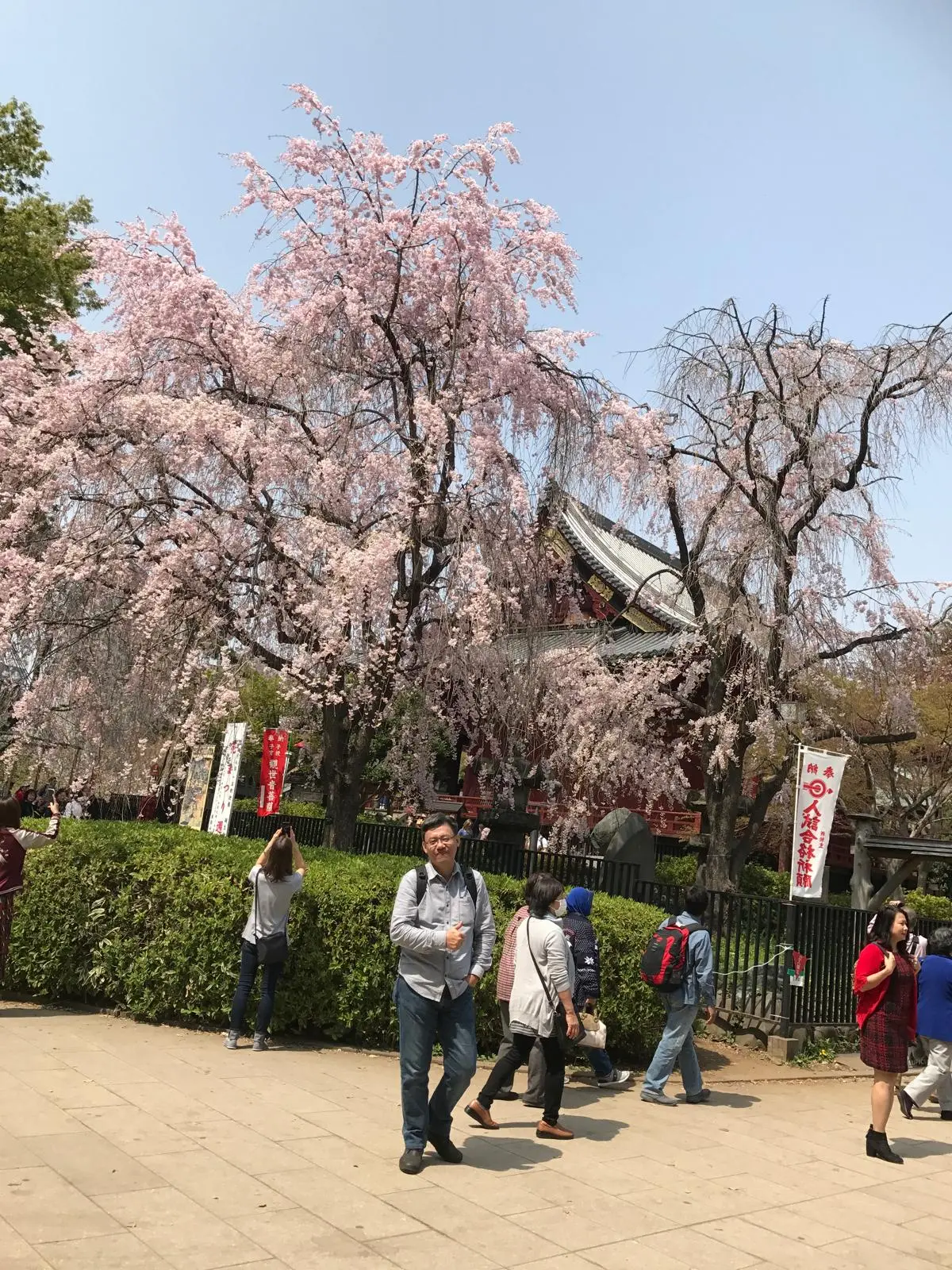 櫻花與旅程