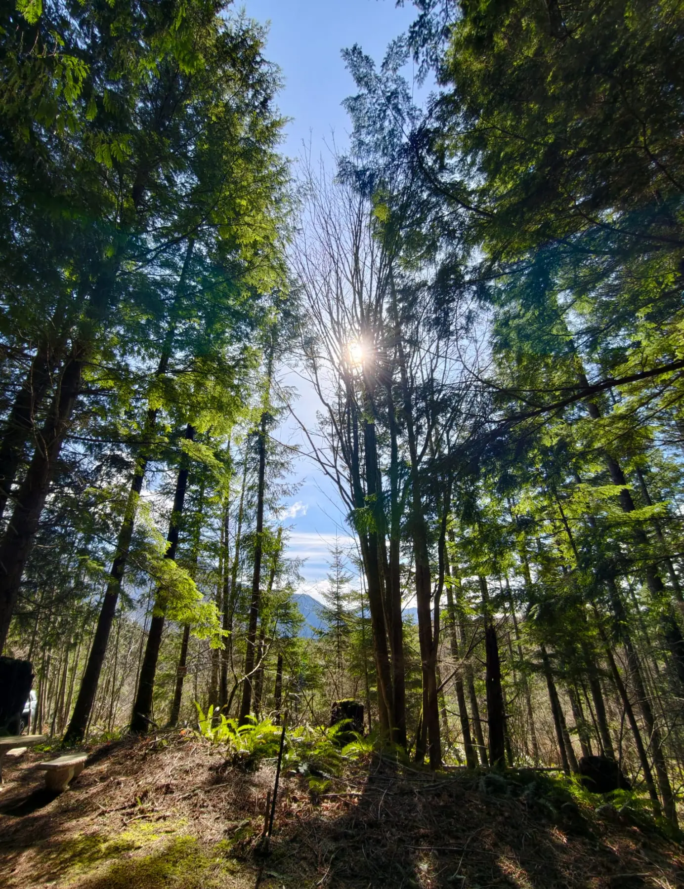 Sunlight through a quiet forest